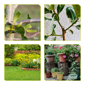 Pruning shear in garden use