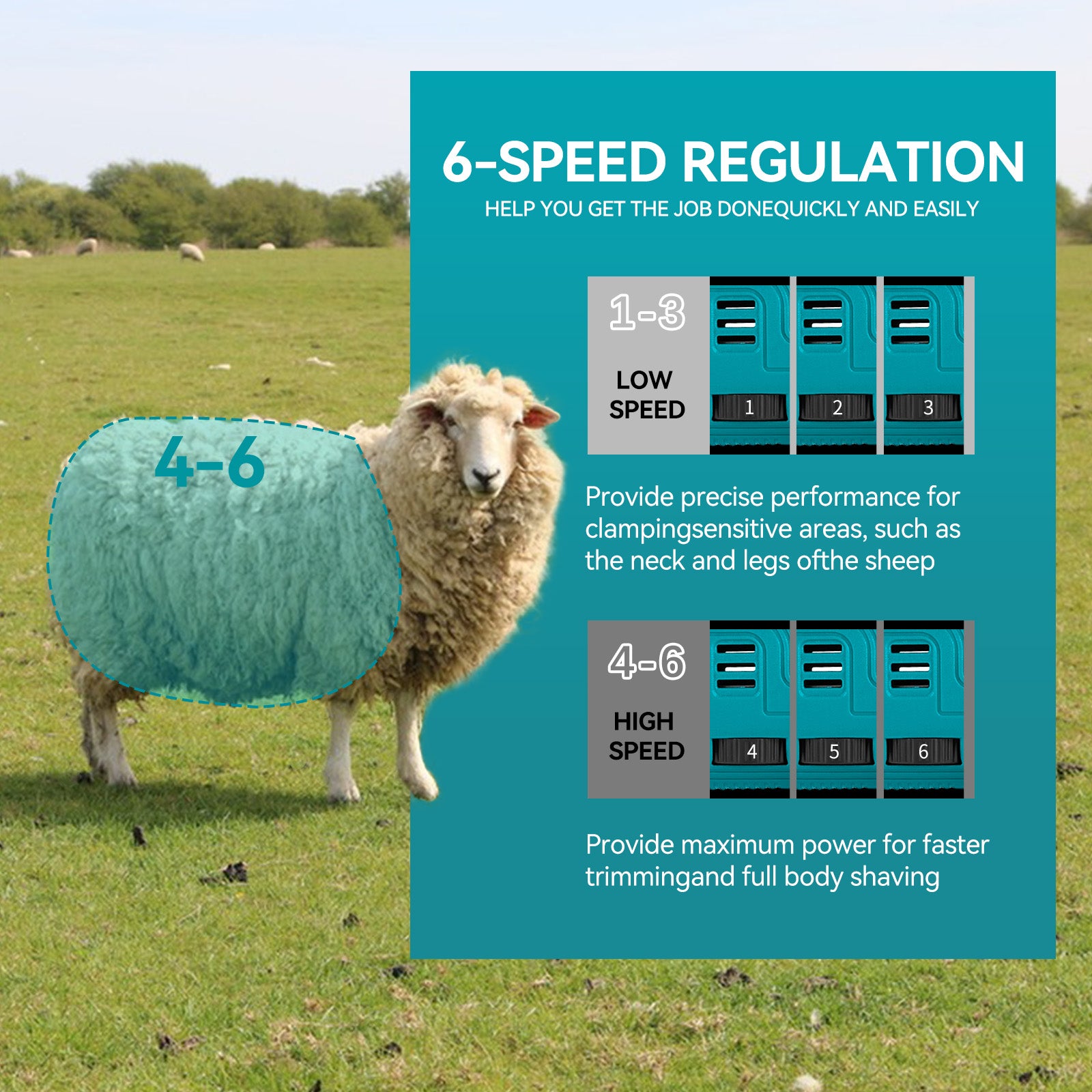 Sheep with a shearling cover in a field, with text about 6-speed regulation for shearing equipment.